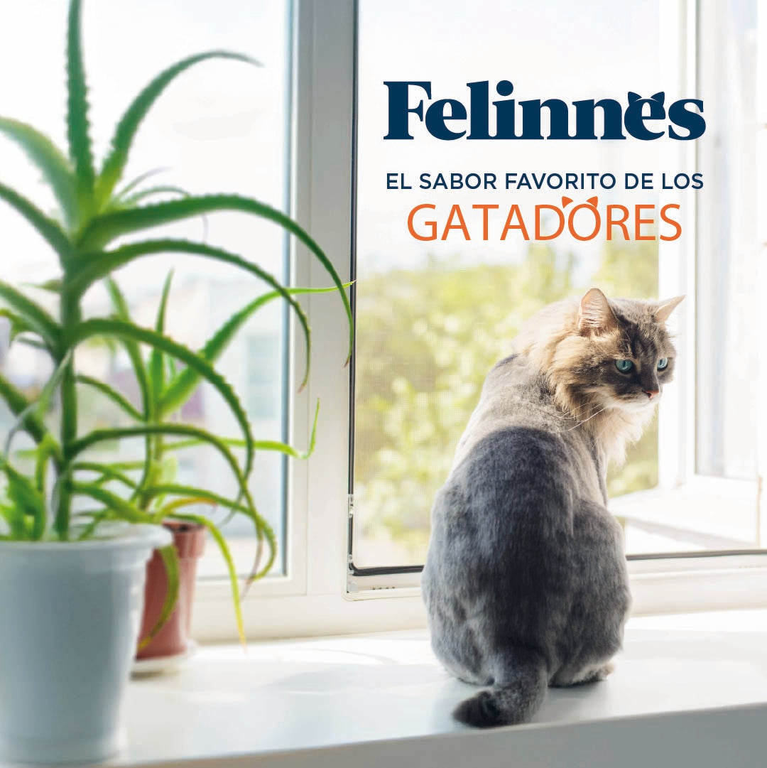 Alimento gatitos sabor Pollo 1kg